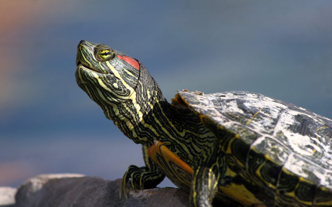 The Sad Life Of Pet Turtles